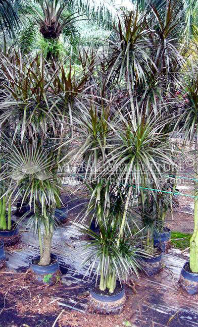 Cordyline terminalis 'Macinta'